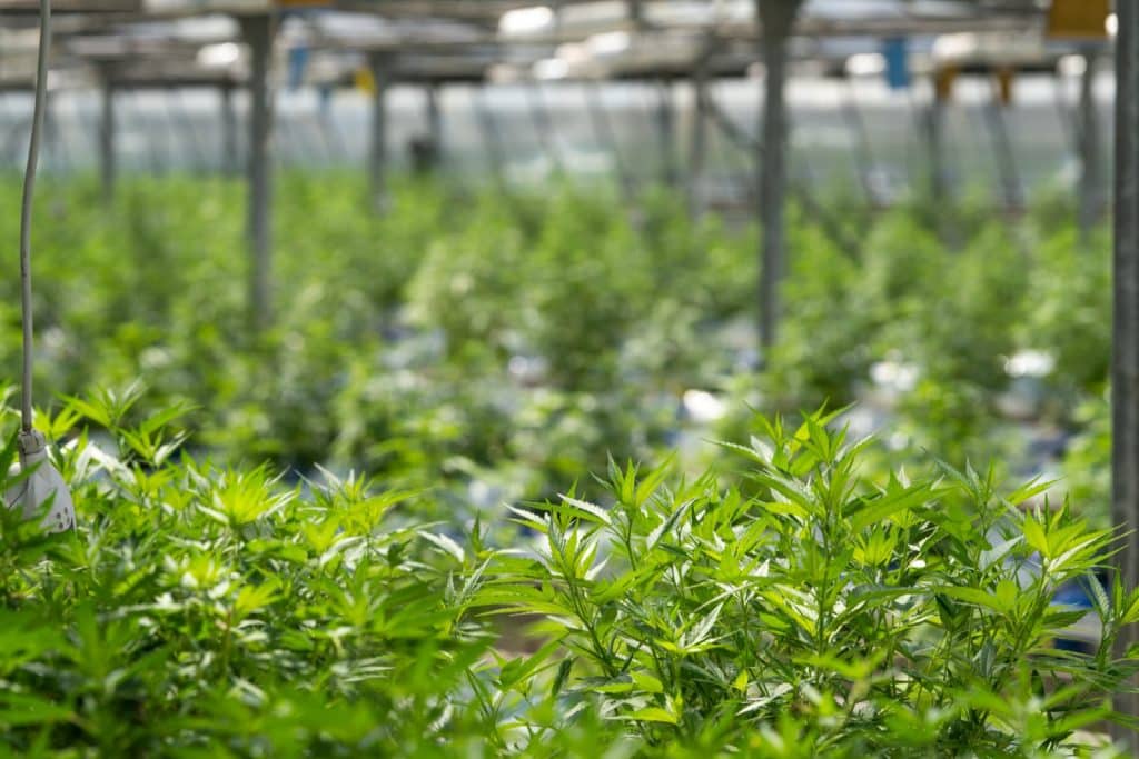 avantages et inconvénients de la trim CBD