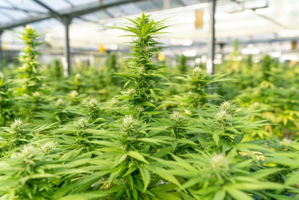 Cristal CBD Bio