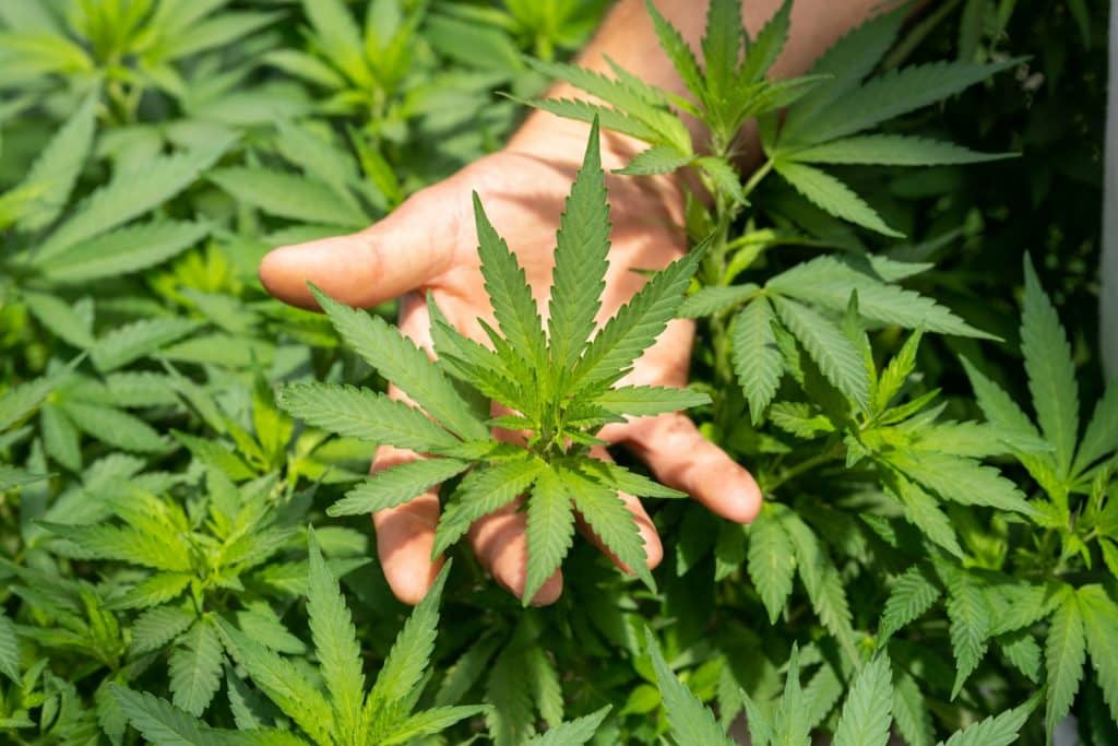 CBD et bienfaits