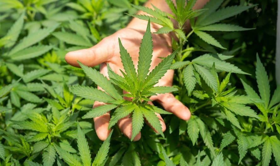 Comment fabriquer les cristaux de CBD