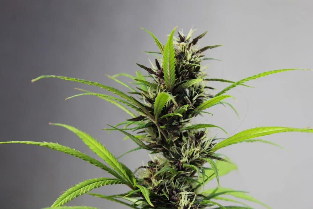 cristaux de CBD