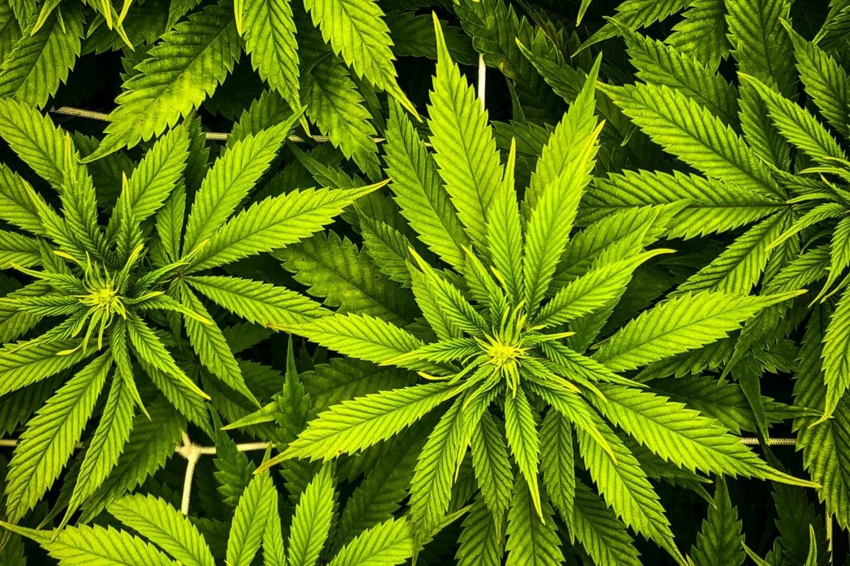 CBD et bienfaits