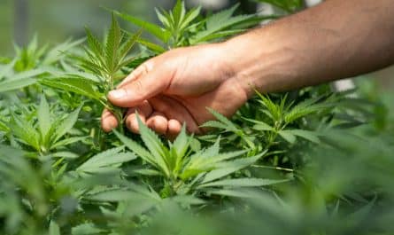 CBD et CBG