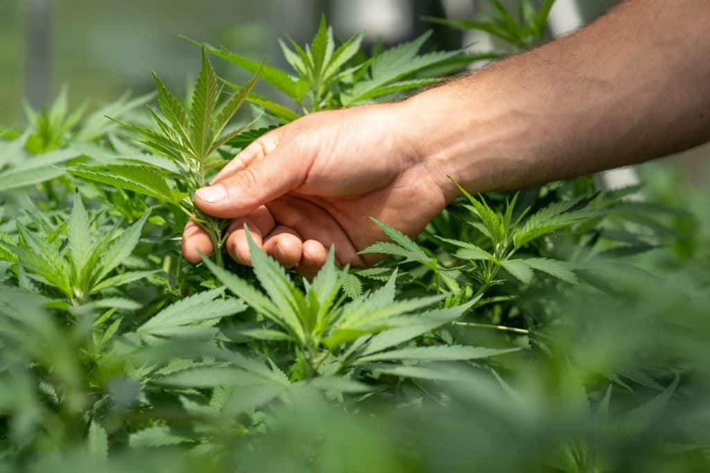 CBD et bienfaits
